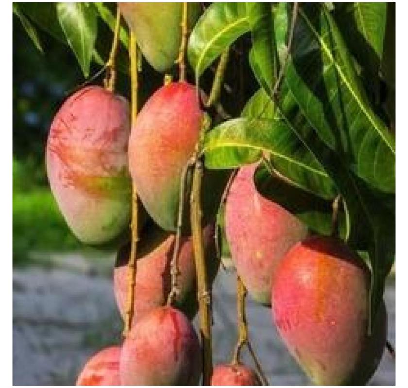 Sweet & Tangy Mango Plants for Sale - Celgen Biotech