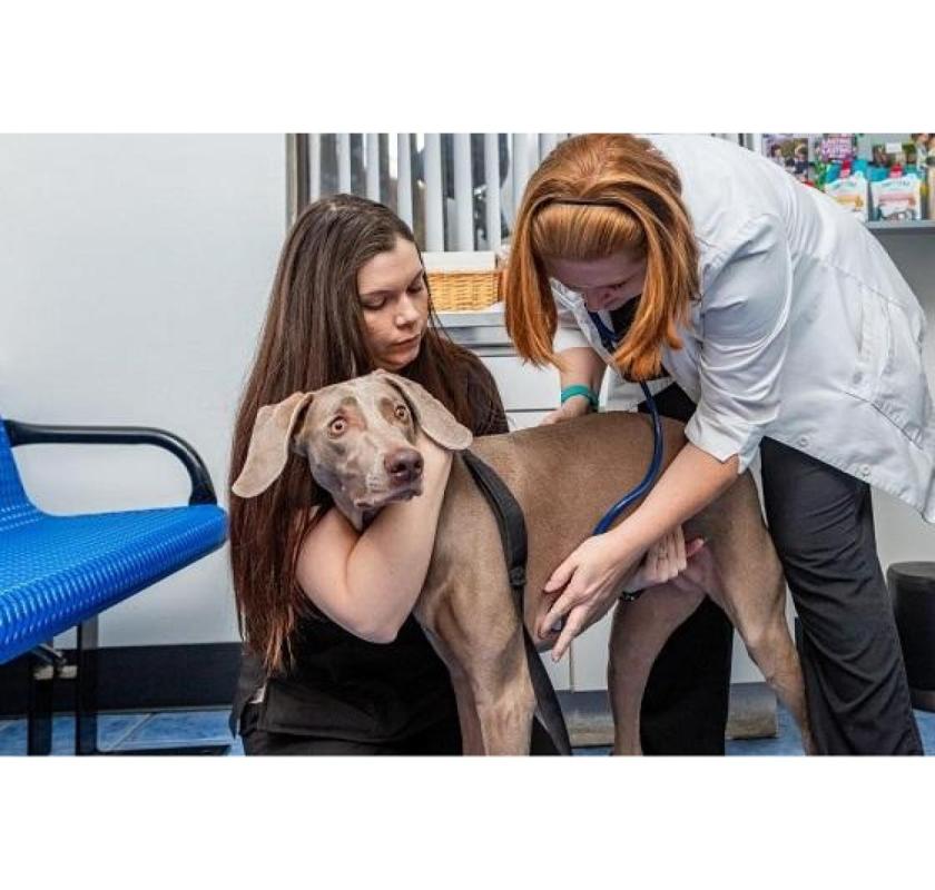 Trusted Local Care With Spring Hill Pet Services Near Me