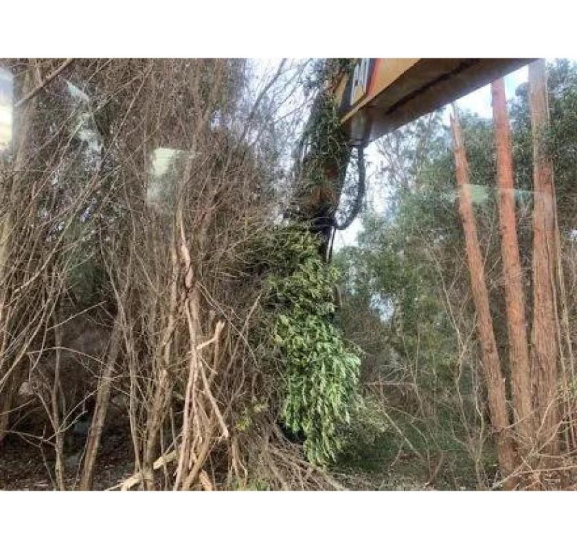 Professional Forestry Mulching Service – Arborist Services 