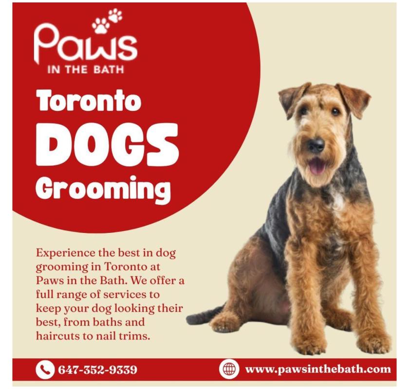 Premium Dog Grooming in Toronto | Paws in the Bath