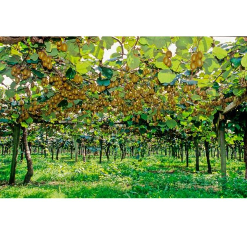 Get Expert Guidance for Successful Kiwifruit Orchard Development