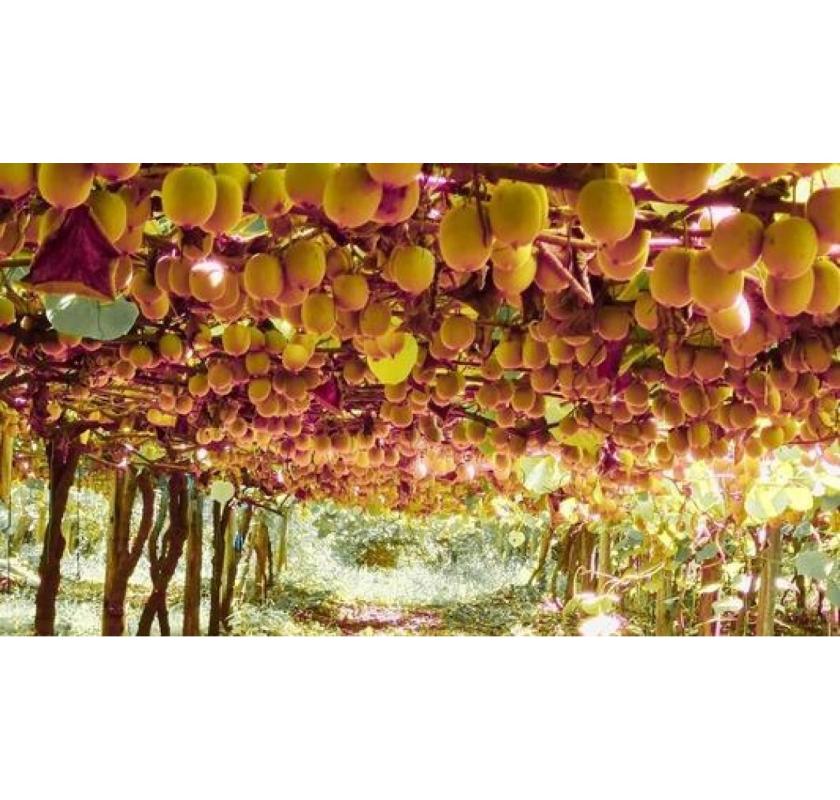 Trusted Kiwifruit Growers & Orchard Management Company in Bay of Plenty