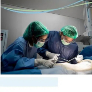 gynaecologist oncology